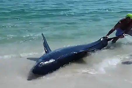 معماری طبیعت؛ این خارجیا جرئت دارنا کوسه اومده ساحل مرد دمشو گرفته انگار اسباب بازیه