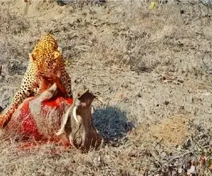 بر مدار وحش؛ پلنگ دل و روده کل یالدار میکشه بیرون