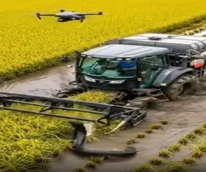 کشاورزی نوین؛ با ماشین کمباین برنج برداشت میکردن مار گیر کرد لاش غوغا شد