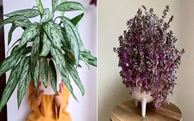 گیاهان آپارتمانی مناسب برای فضای کوچک/گیاهانی که با کمترین نور و آب هم نمی میرند