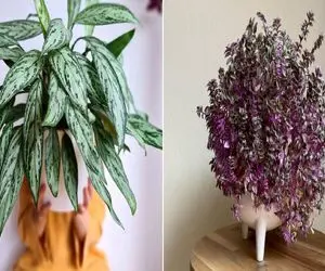 گیاهان آپارتمانی مناسب برای فضای کوچک/گیاهانی که با کمترین نور و آب هم نمی میرند