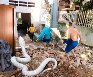 از جذابیت های حیات وحش؛ آقاهه و رفقای کله خرش با جارو افتادن به جون پیتون غول