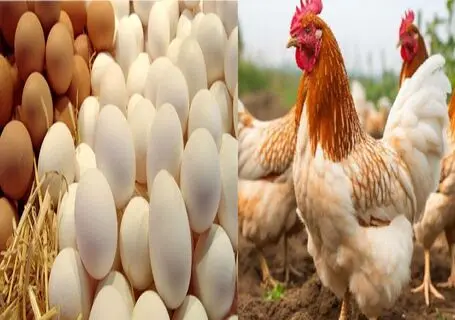 قیمت تخم مرغ امروز دوشنبه 16 شهریور 1405 / افزایش قیمت از فردا