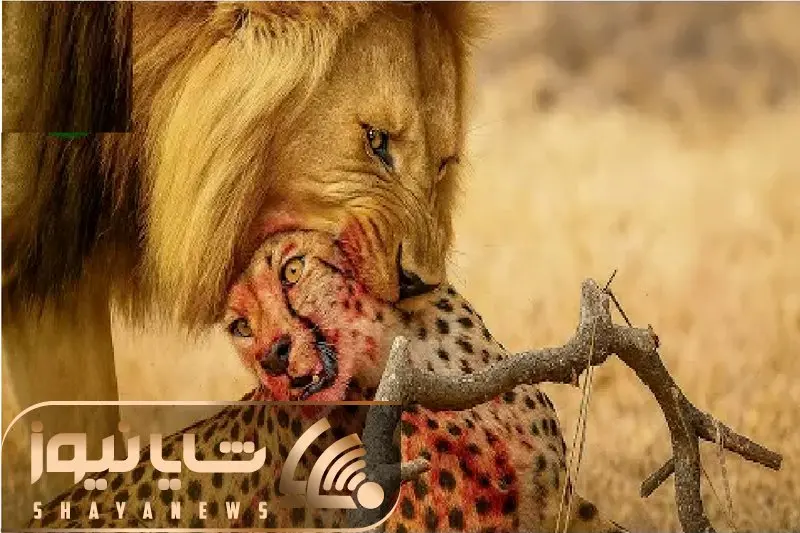 مستند حیات وحش؛ نبرد مذبوحانه شیر و پلنگ برای حفظ حاکمیت
