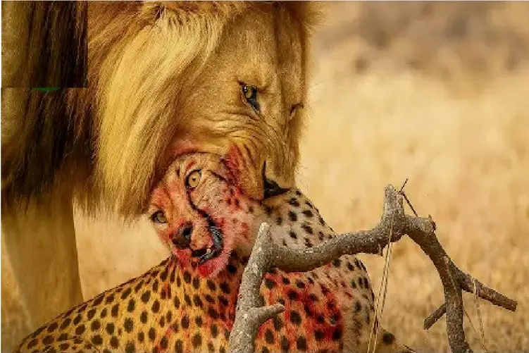 مستند حیات وحش؛ نبرد مذبوحانه شیر و پلنگ برای حفظ حاکمیت