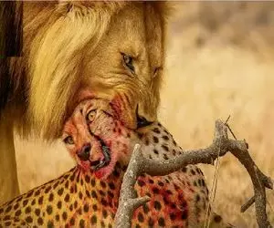 مستند حیات وحش؛ نبرد مذبوحانه شیر و پلنگ برای حفظ حاکمیت