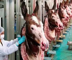 فرآوری الاغ؛ روش مدرن فرآوری گوشت و پوست الاغ برای طب سنتی و محصولات لوکس