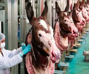 فرآوری الاغ؛ روش مدرن فرآوری گوشت و پوست الاغ برای طب سنتی و محصولات لوکس