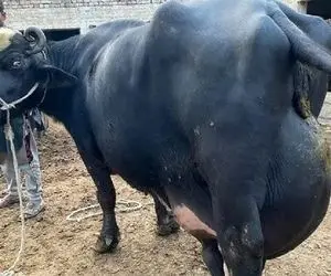 فرآوری گاو؛ گاو عین ذغال سیاه از بس شیرشو ندوشیدن موقع راه رفتن سکندری میخوره