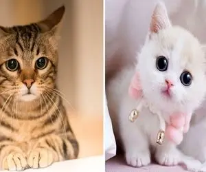 رازها و حقیقت های جالب درباره گربه ها؛ دنیای رنگی پنگیه این کوچولوهای پشمالو رو بشناس