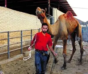 شغل عجیب مردی که وظیفه‌اش کُشتن هشت «نفر» در روز است!