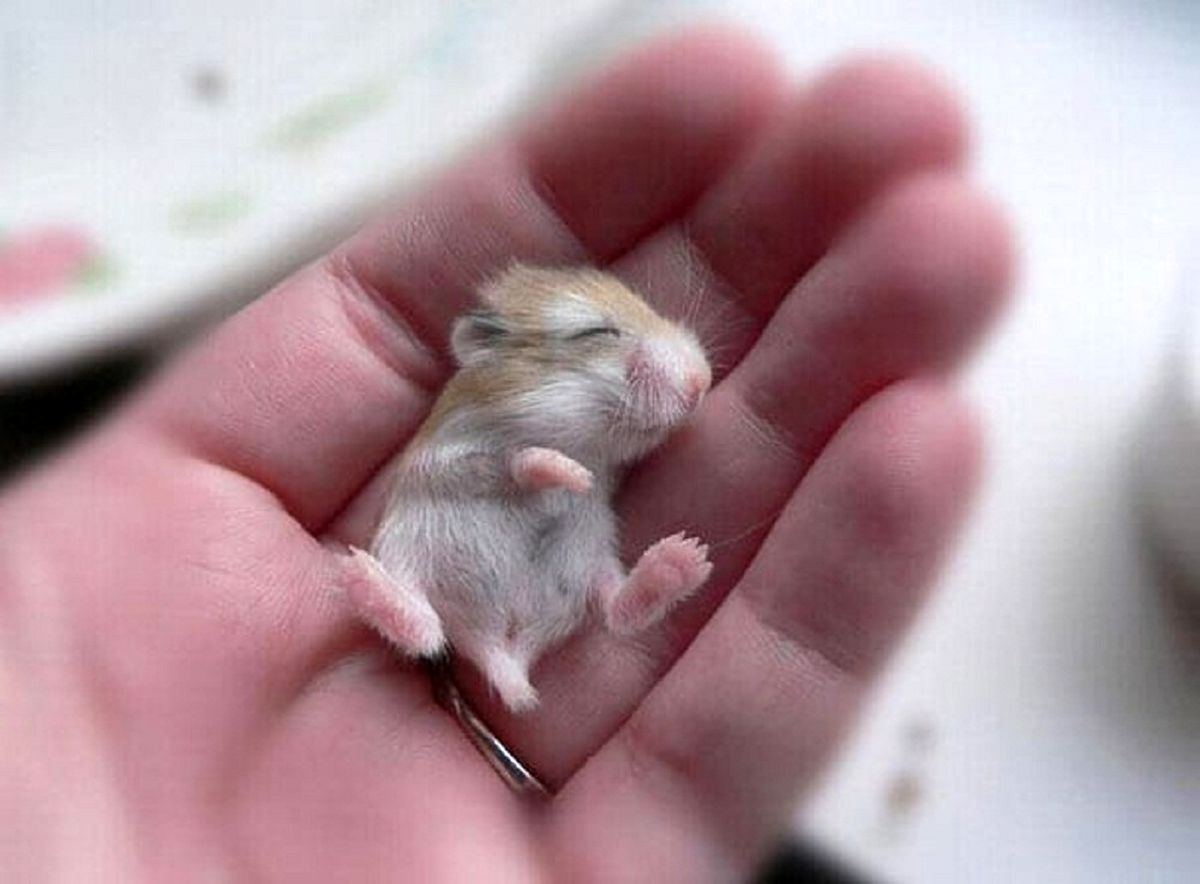 Baby-Hamster