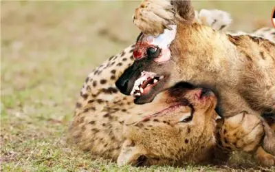 نبرد حیات وحش/ چیتا با سرعتش تونست از دست کفتار فرار کنه/ از ترس بالای درخت پناه برد