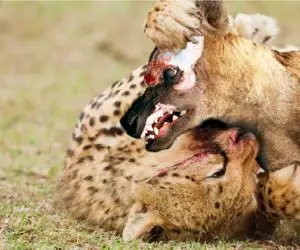 نبرد حیات وحش/ چیتا با سرعتش تونست از دست کفتار فرار کنه/ از ترس بالای درخت پناه برد