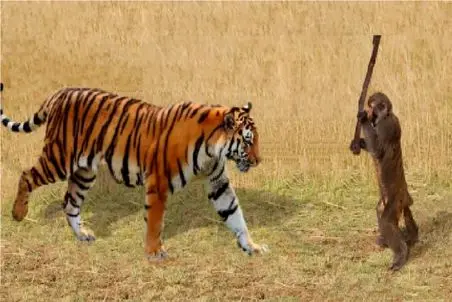 بر مدار وحش؛ سرکشی میمون مقابل ببر