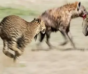 مستند حیات وحش؛ کفتار سبک سر با دزدیدن بچه پلنگ پایانش رو رقم زد