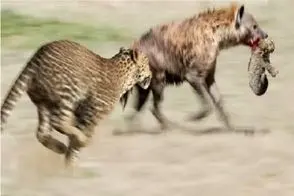 مستند حیات وحش؛ کفتار سبک سر با دزدیدن بچه پلنگ پایانش رو رقم زد