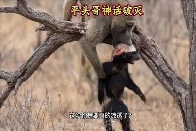 مستند حیات وحش؛ بابون؛ گورکن