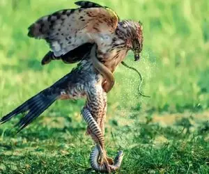 مستند حیات وحش؛ عقاب و شاهین جیجی باجی شدن پیتون پیوند به بزنن به ایزد منان