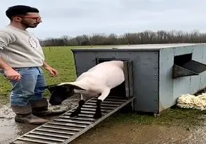 دامپروری نوین؛ با دستگاه مکنده و خورنده پشم گوسفندا رو بلوری میکنن