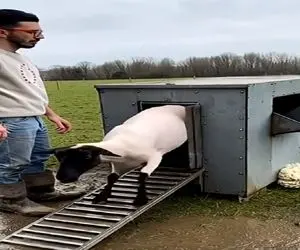 دامپروری نوین؛ با دستگاه مکنده و خورنده پشم گوسفندا رو بلوری میکنن