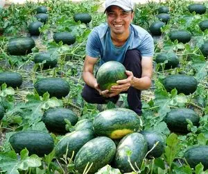 کشاورزی نوین؛ با یک تکنیک ساده تو صد متر زمین هندوانه کاشتن 1000 تا 10کیلویی برداشتن