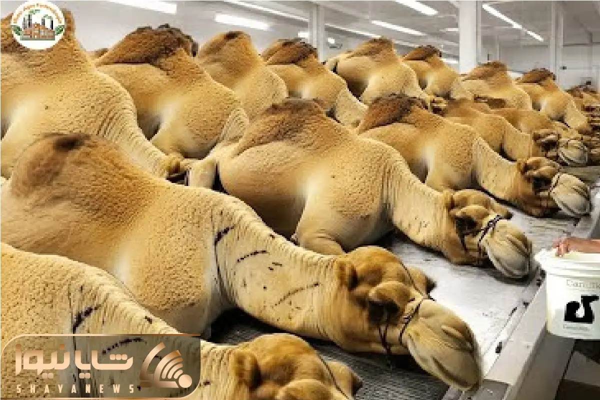 فرآوری شتر؛ شیرش برای سود گوشتش برای قابلمه این سرنوشت شترهای کهنه‌کار