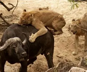 مستند حیات وحش؛ بوفالو مقابل شیر شقی سر تسلیم فرود آورد