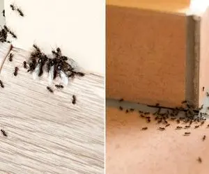 ترفند از بین بردن مورچه خانگی؛ اگه تو خونت رژه میرن و کلافت کردن اینجوری هوتوتو میشن