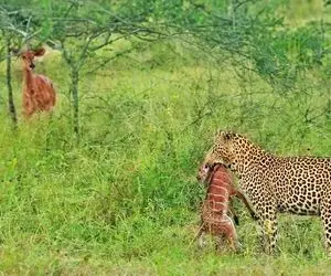 مستند حیات وحش؛ بره برای نجات از دهن پلنگ جلو مادرش که عاجز است گریه می کند