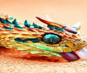 کارخانه حیوانات؛ مانتی پایتون ژن جهش یافته مار که هر 1000 سال با سه چشم متولد میشه