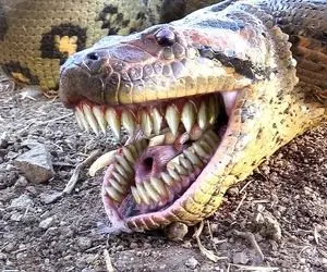 شاهکار حیات وحش؛ مار آناکوندا طعمه ای که دورش پر مگس بود رو از دهن پیتون غول کشید