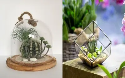 رازهای نگهداری حرفه‌ ای از تراریوم کاکتوس/ با این ترفندا تراریومت رو بیمه کن