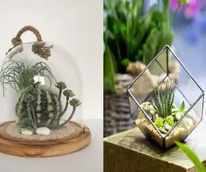 رازهای نگهداری حرفه‌ ای از تراریوم کاکتوس/ با این ترفندا تراریومت رو بیمه کن