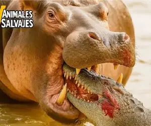 مستند حیات وحش؛ اسب آبی دد تمساح نگون بخت از برکه تبعید کرد قلمروشو غصب کنه