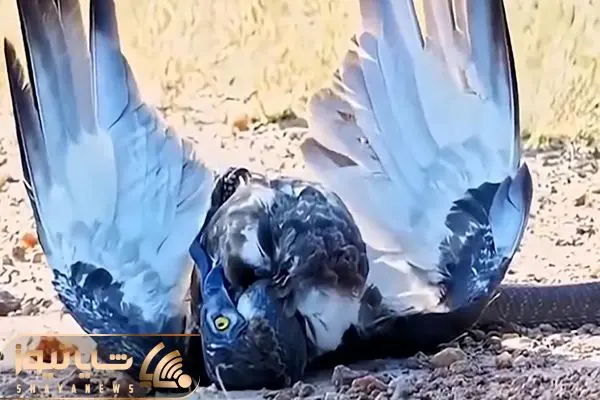 مستند حیات وحش؛ مثلث عقاب؛ مار سیاه و شیر