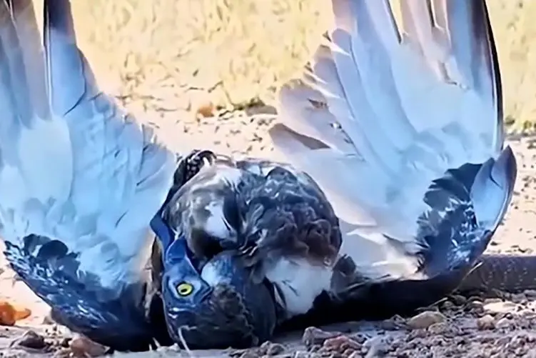 مستند حیات وحش؛ مثلث عقاب؛ مار سیاه و شیر