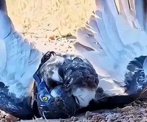 مستند حیات وحش؛ مثلث عقاب؛ مار سیاه و شیر