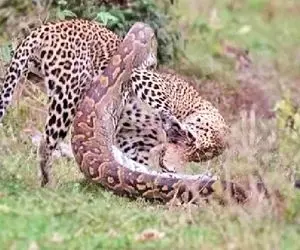 از جذابیت های حیات وحش؛ پیتون محکم پیچید دور کمر پلنگ انگار باهاش کشتی میگیره