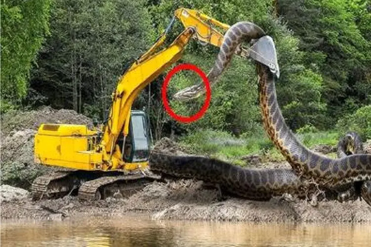 ابزارآلات غول پیکر؛ بیل مکانیکی تف میکنه تو لونه زندگی پیتون نگون بخت