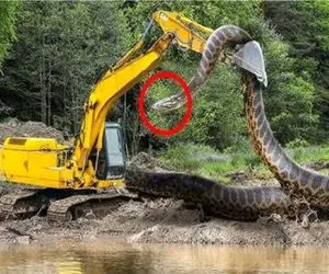 ابزارآلات غول پیکر؛ بیل مکانیکی تف میکنه تو لونه زندگی پیتون نگون بخت