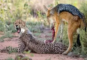 مستند حیات وحش؛ شغال گوشت تن توله چیتا رو ریش کرد