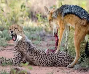 مستند حیات وحش؛ شغال گوشت تن توله چیتا رو ریش کرد