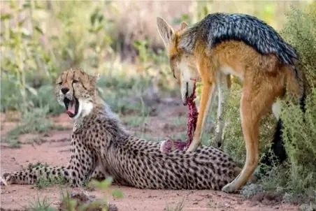 مستند حیات وحش؛ شغال گوشت تن توله چیتا رو ریش کرد