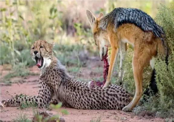 مستند حیات وحش؛ شغال گوشت تن توله چیتا رو ریش کرد