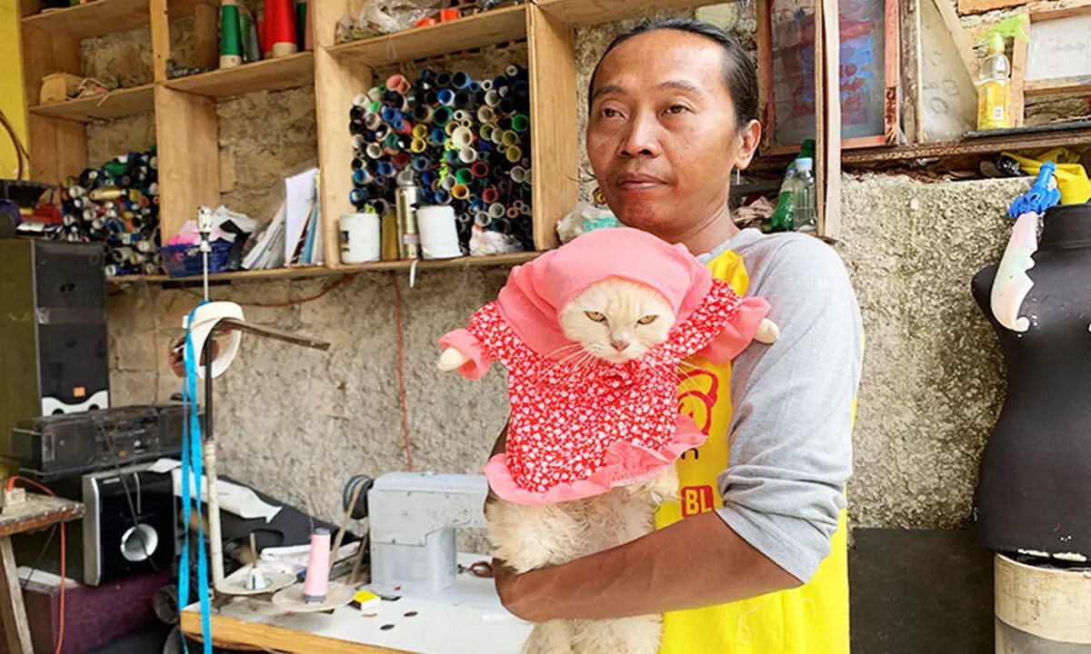 catfashion2