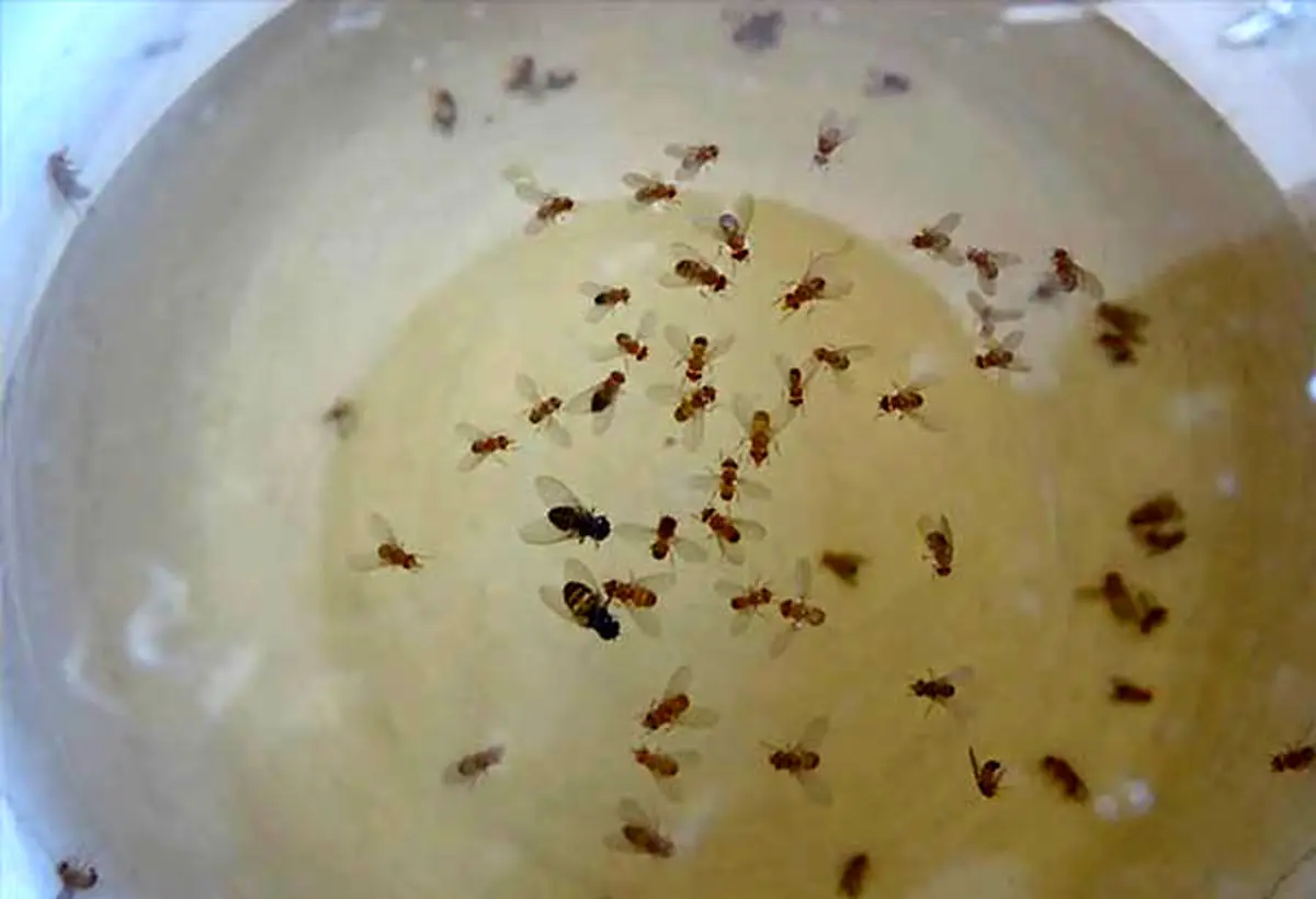 راههای-دفع-و-از-بین-بردن-پشه-و-مگس