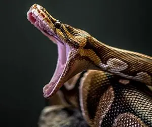 مستند حیات وحش؛ بیرون کشیدن زن بلعیده شده از درون شکم مار، 