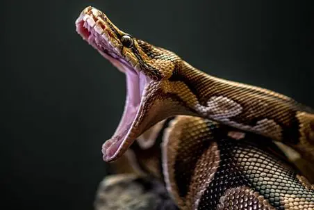 مستند حیات وحش؛ بیرون کشیدن زن بلعیده شده از درون شکم مار، 