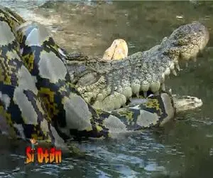 مستند حیات وحش؛ پیتون غول خزید تو قلمرو تمساح از چنگش در آورد